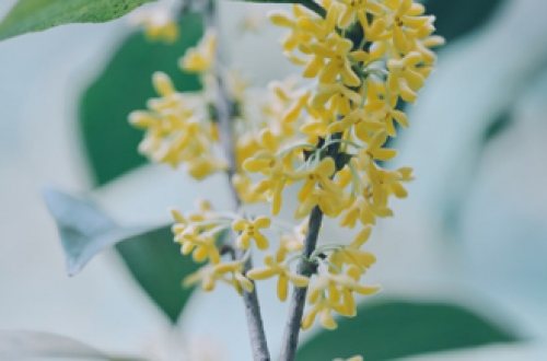 園藝APP軟件開(kāi)發(fā)有什么優(yōu)點(diǎn)？