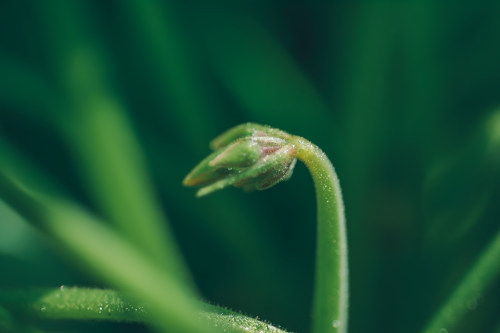  拉薩app開發(fā)